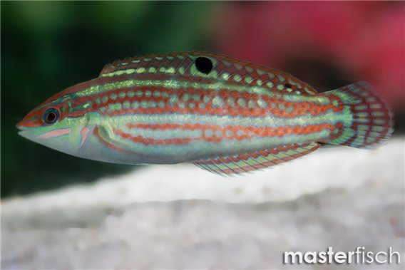 Claudia's wrasse