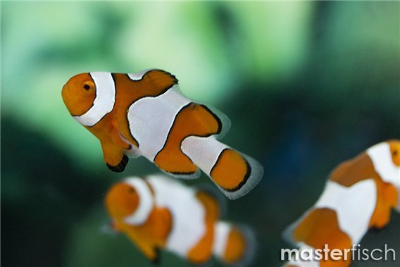 Clown Anemonefish Fancy (bred)