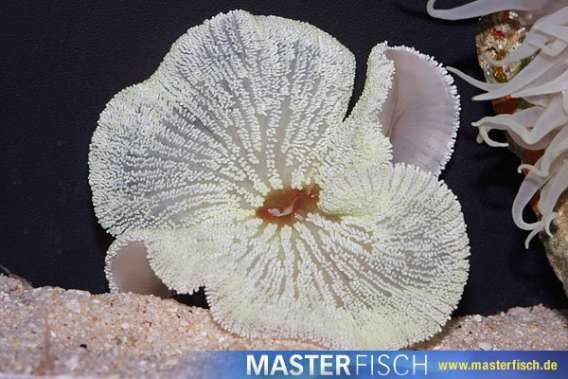 White sand carpet anemone