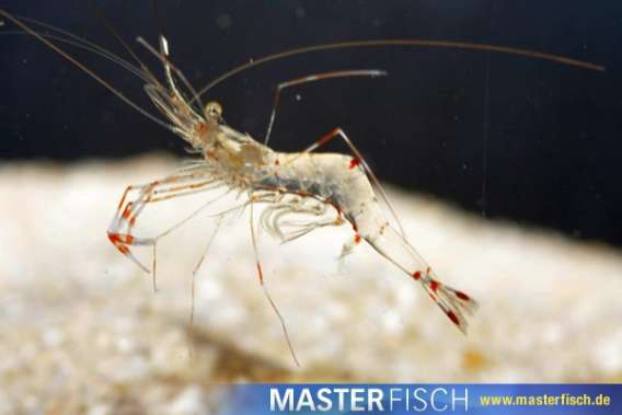Water shrimp
