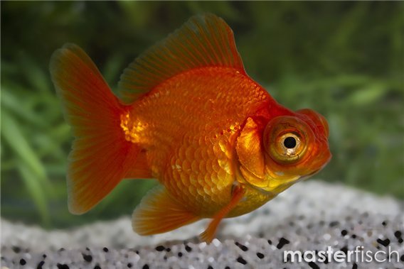 Red Telescope Goldfish
