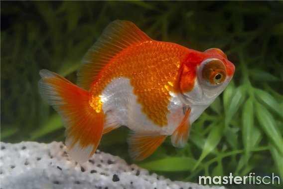 Red and White Telescope Goldfish