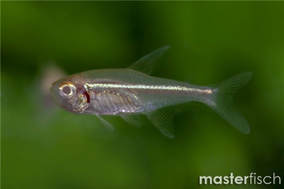 Albino Black Neon Tetra