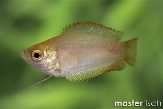 Honey Gourami