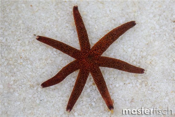 Luzon Sea Star