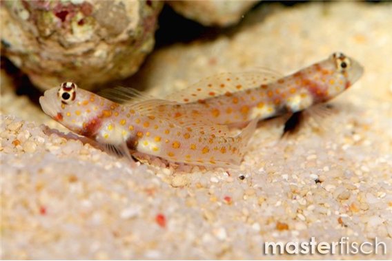 Orange-Spotted Prawngoby + 1 Alpheus shrimp