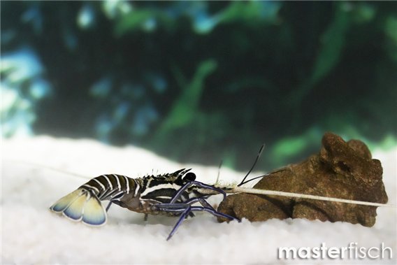 Panulirus versicolor Lobster