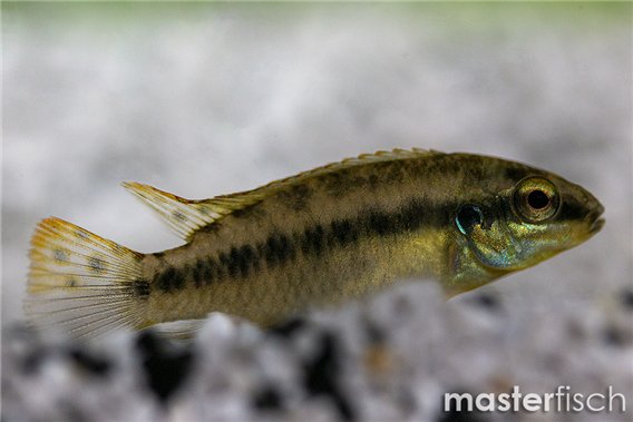 Blue-finned Cichlid
