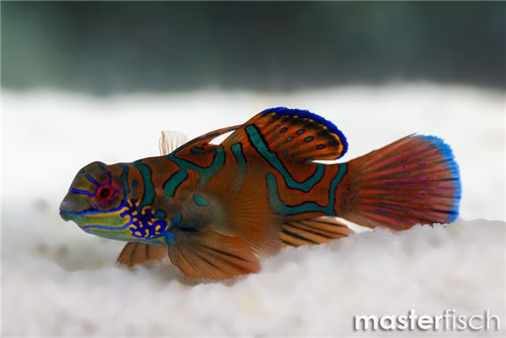 Dragonet Mandarin red green variant