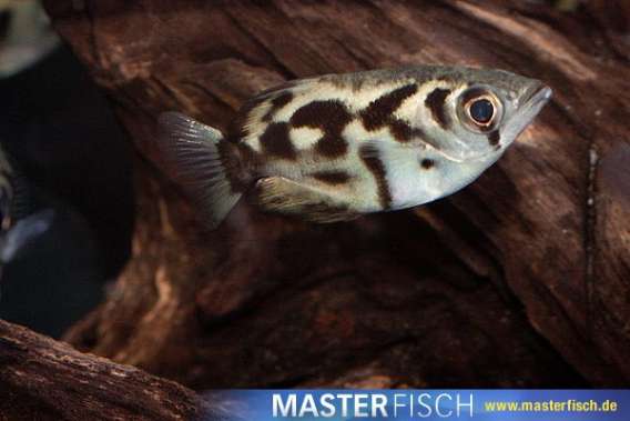 Clouded archerfish/Zebra Archerfish