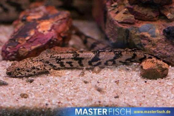 Saddled Bichir