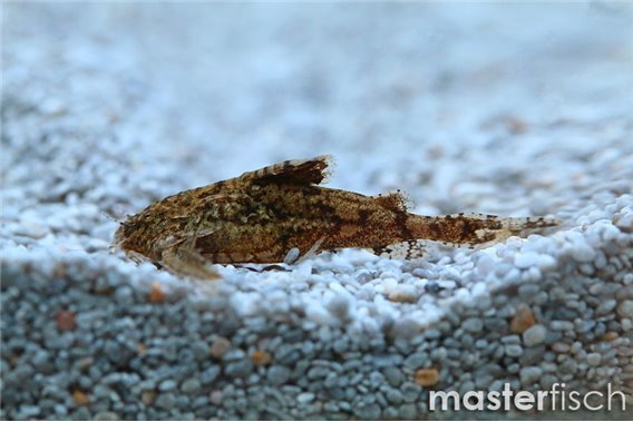 Asian Stone Catfish