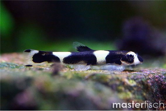 Panda Loach