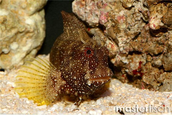 Starry Blenny