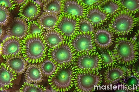 green Zoanthids