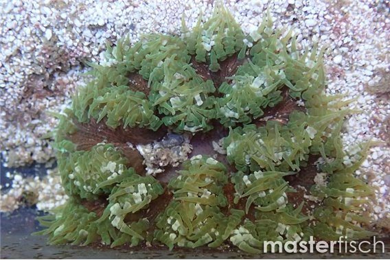Green rock anemone