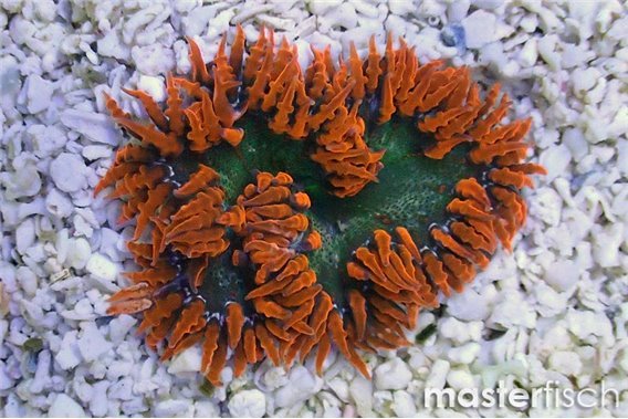 Red rock anemone