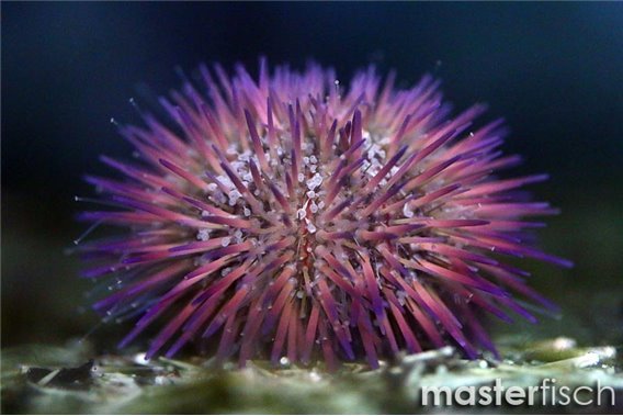 Pin Cushion Urchin purple