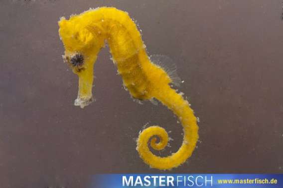 Yellow Seahorse (bred)