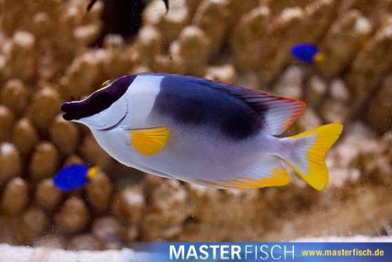 Andaman Rabbitfish