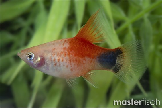 Hi-fin Mickey Mouse Platy