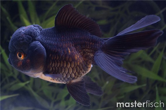 Premium black Lionhead goldfish