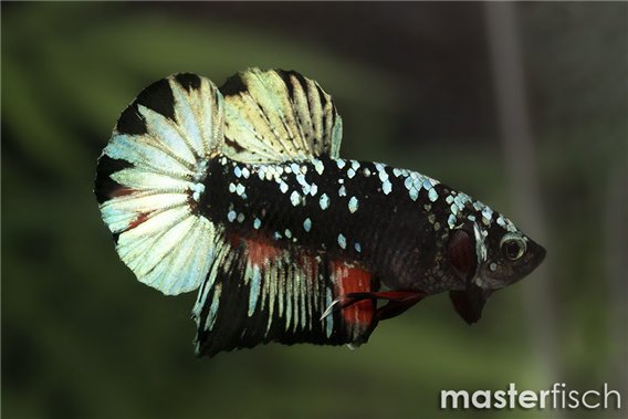 Avatar Plakat Betta