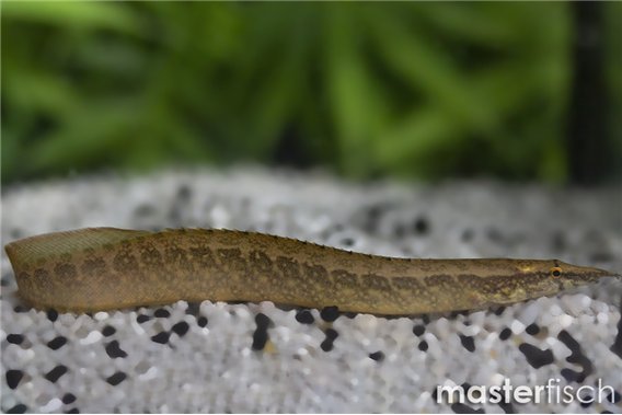 Half-banded spiny eel