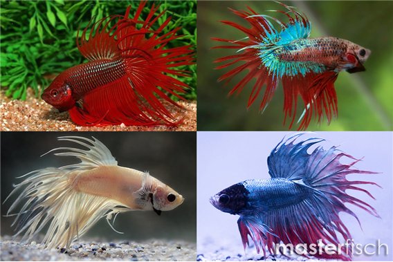 Crown Tail Fighting Fish (Varied)