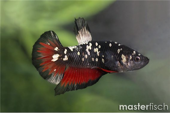 Avatar Copper Vampire Plakat Betta