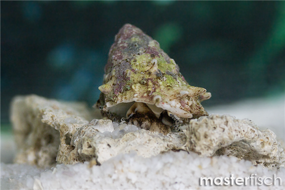 Pacific star shell