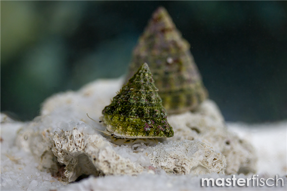 Fenestrate Top Snail