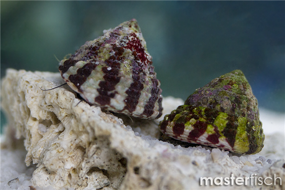 Banded Trochus Snail