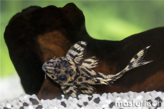 L236 Cracked Zebra Pleco (bred)