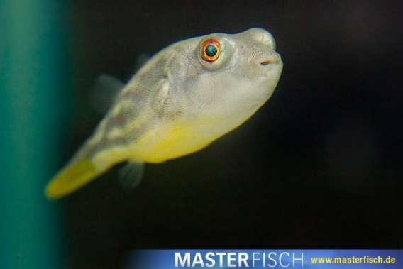 Fahaka Puffer.