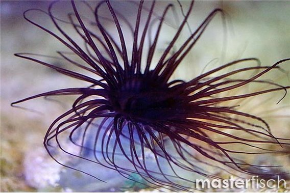 Purple tube anemone