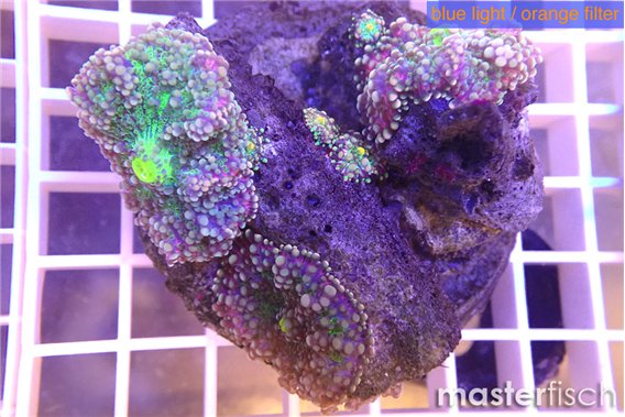 Ricordea yuma puple green 3-4 polyps