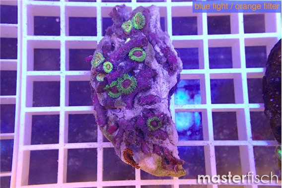 Zoanthus fijii premium 4-5 cm