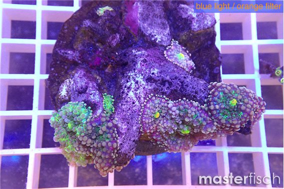 Ricordea yuma purple 4-5 polyps