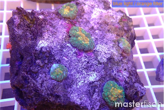 Rhodactis fusion 4-5 polyps