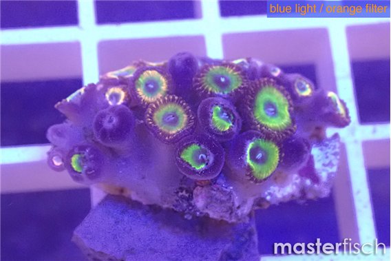 Zoanthus candy 2-3 cm