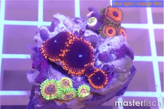 Zoanthus fijii premium 3-4 cm