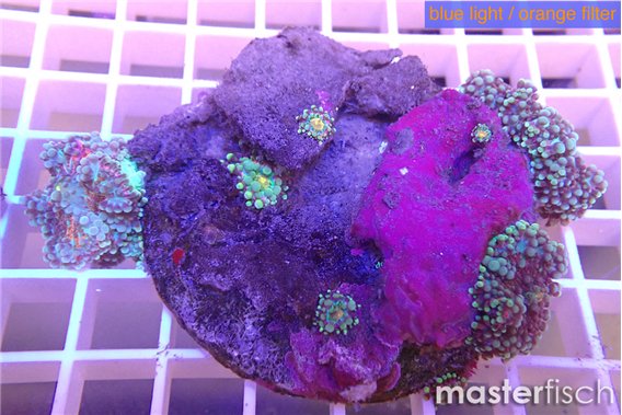 Ricordea yuma purple red 3 polyps