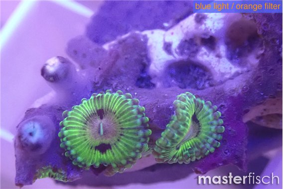 Zoanthus fijii premium 2-4 polyps