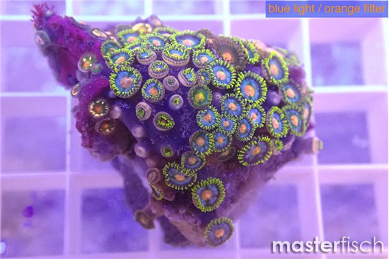 Zoanthus blue magician 2-3 cm
