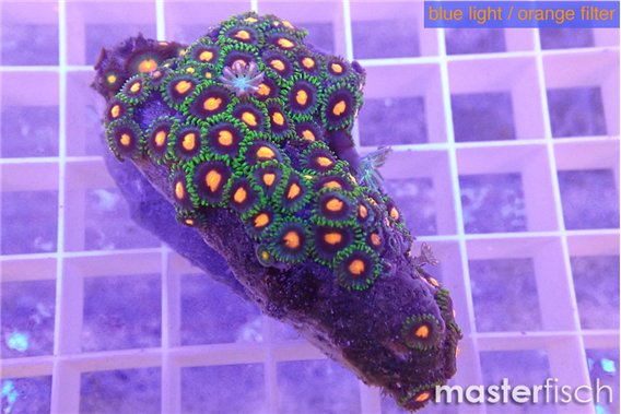Zoanthus tricolor 3-4 cm