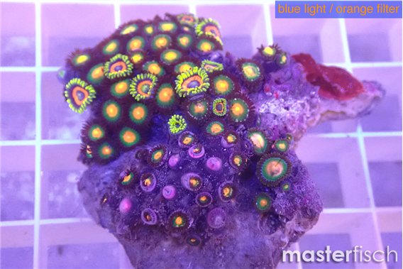 Zoanthus mix color 3-5 cm
