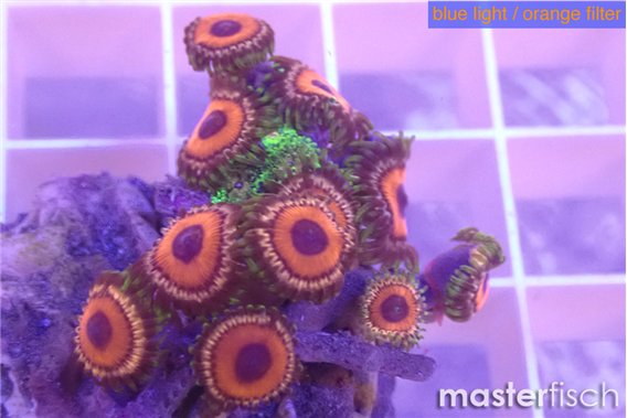 Zoanthus red loop 2-3 cm