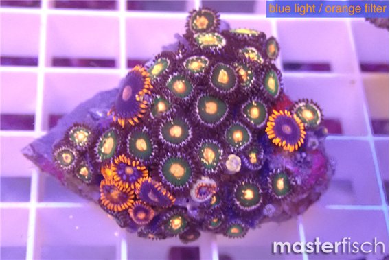 Zoanthus mixed color 2-4 cm