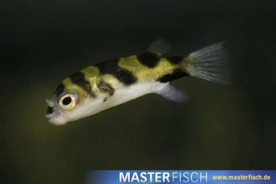 Brazilian/Peruvian puffer